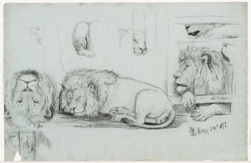 Lion Studies