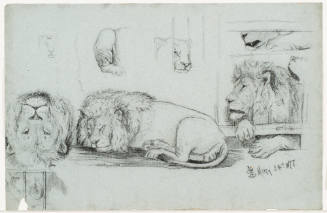 Lion Studies