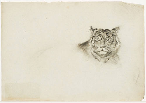 Head of Tiger