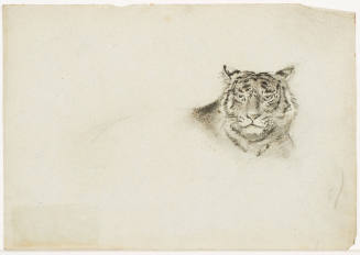 Head of Tiger
