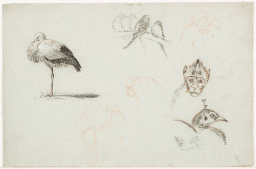 Studies of Birds and Monkeys