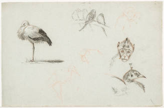 Studies of Birds and Monkeys