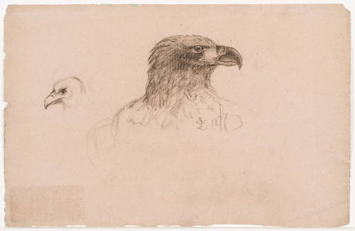 Profiles of Birds' Heads