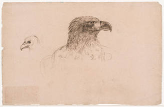 Profiles of Birds' Heads