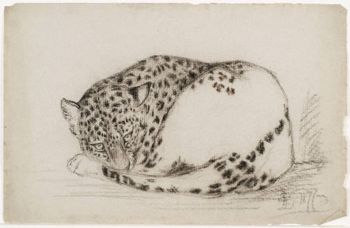 Leopard Lying Down