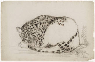 Leopard Lying Down