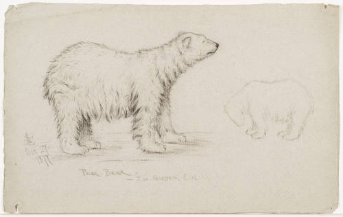 Polar Bear
