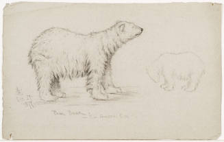 Polar Bear