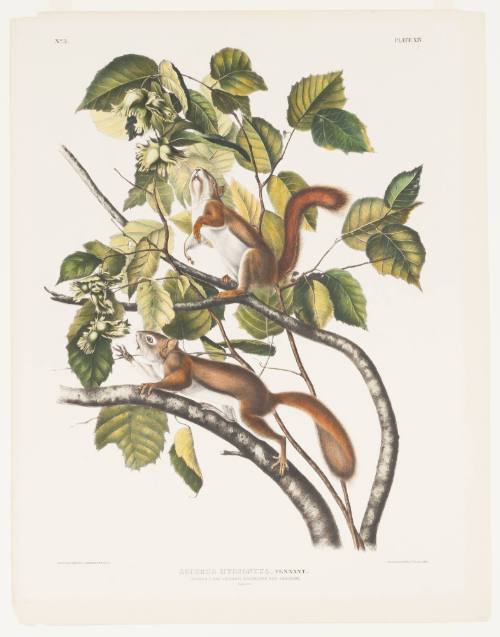 Sciurus Hudsonius, Pennant (Hudson's Bay Squirrel and Chicory Red Squirrel