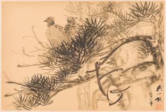 Turtle Dove on Pine Tree