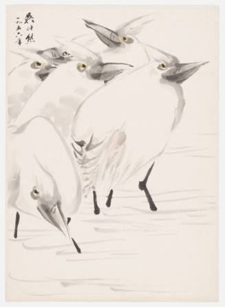 Six Egrets