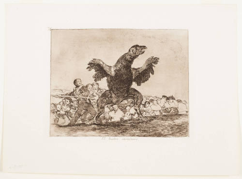 The Carnivorous Vulture