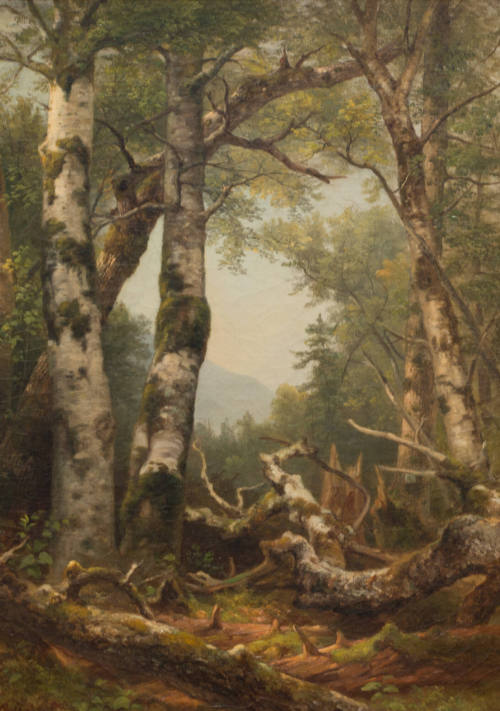 Wooded Landscape