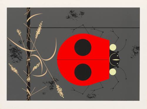 Ladybug