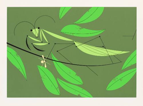 Mantis