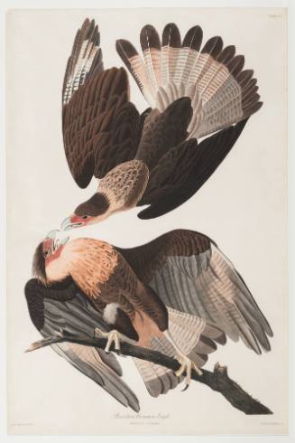 Brazilian Caracara Eagle (Polyborus Vulgaris)