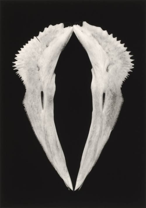 Collar (Red Snapper Bone)