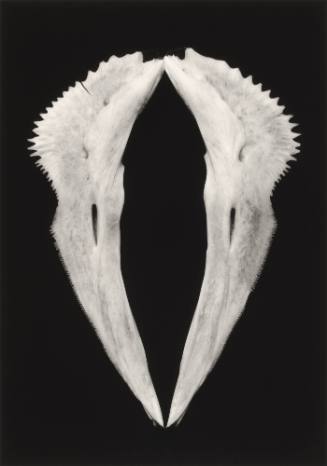 Collar (Red Snapper Bone)