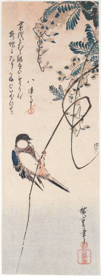 Wisteria and Japanese Great Tit