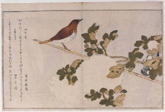 Manchurian Great Tit and Japan Robin (Shijūkara to Komadori) from Birds Compared in Humorous Verse (Monochidori kyoka awase)