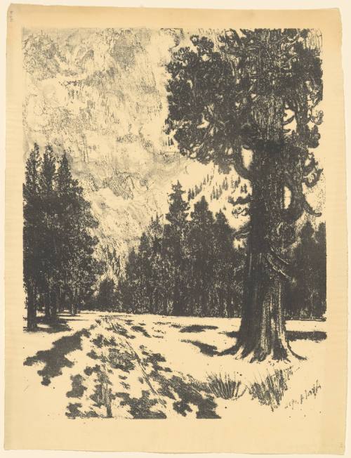 Snow in the Yosemite