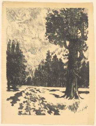 Snow in the Yosemite