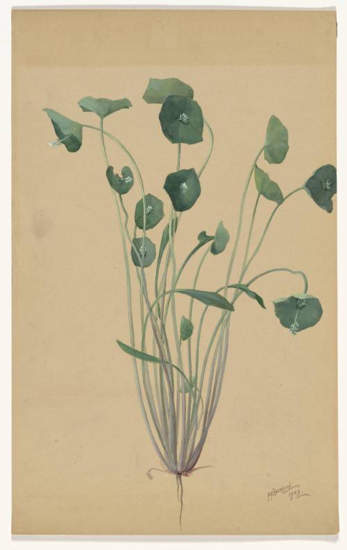 Claytonia Prefoliata