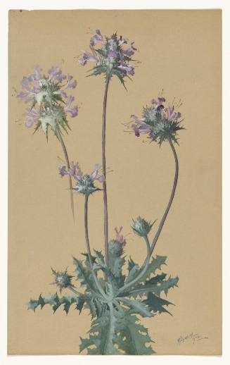 Tellima Cymbalaria and Tellima Heterophylla