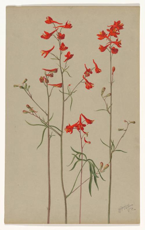 Delphinium Cardinale