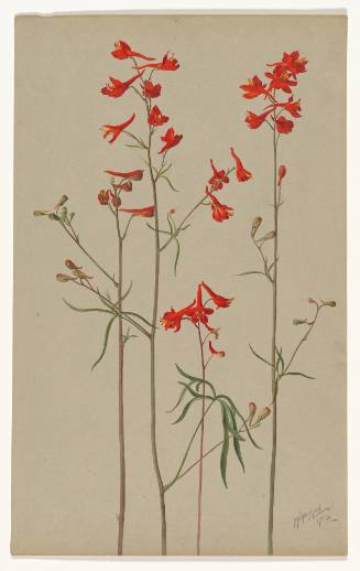 Delphinium Cardinale