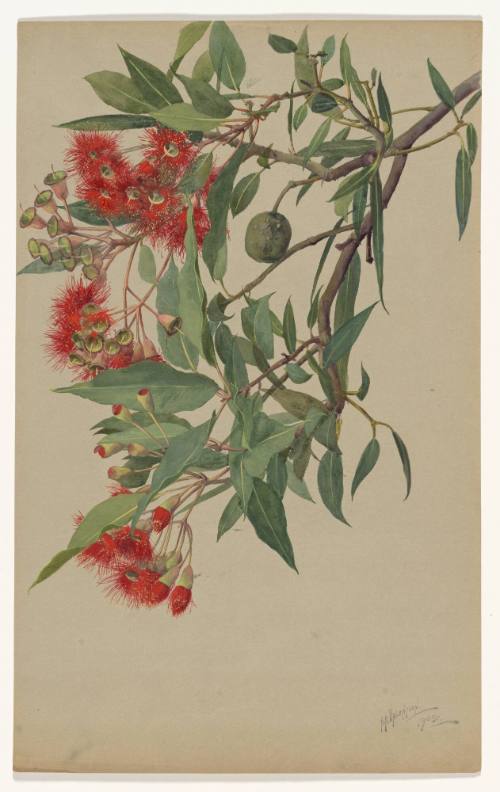 Scarlet Australian Eucalyptus