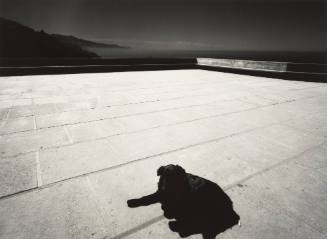 Dog on Terrace