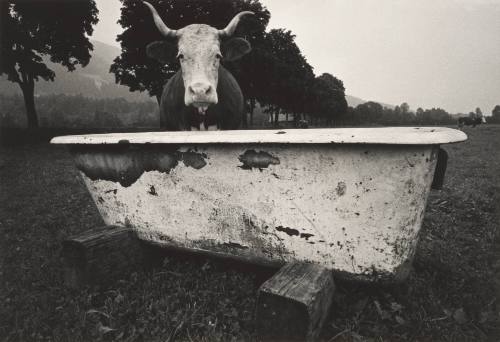 Cow with Bathtub