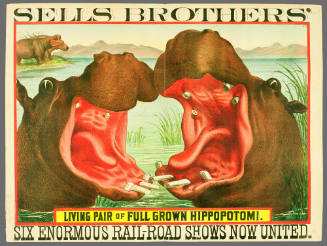 Sells Brothers': Living Pair of Full Grown Hippopotomi.