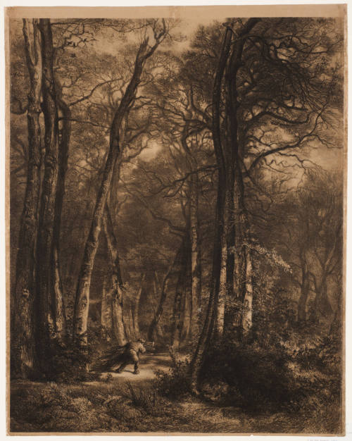En forÃªt ou haute futaie