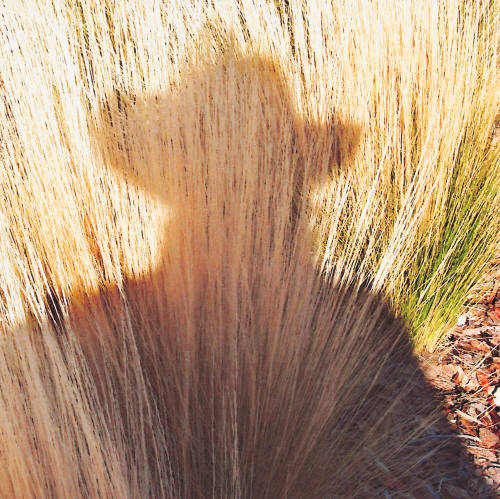 Shadow Self, Santa Fe, NM