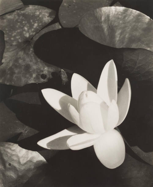 Lily