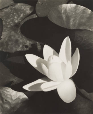 Lily