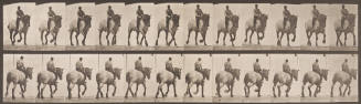 "Dusel" Trotting, Bareback