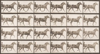 "Lizzie M" Trotting, Harnessed to Sulky