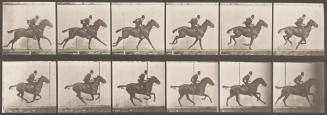 "Daisy" Galloping, Saddled