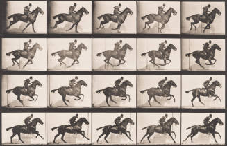 "Daisy" Galloping