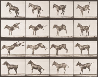 "Ruth" Bucking and Kicking