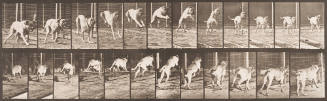 "Dread" Jumping Hurdle