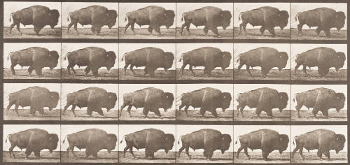 Buffalo Walking
