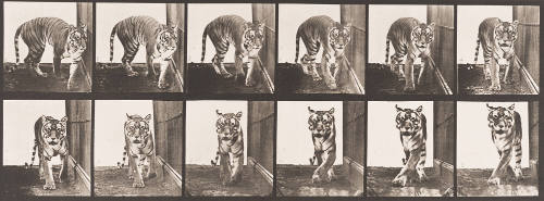 Tigress Walking and Turning Around