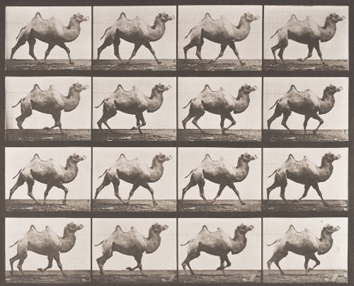 Bactrian Camel Racking