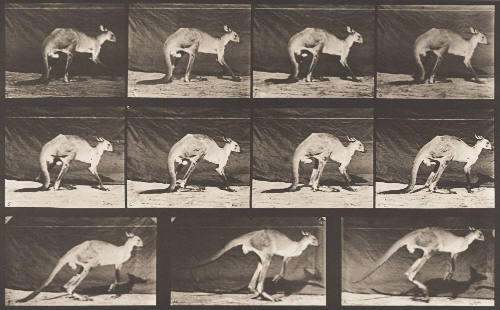 Kangaroo Walking on All Fours, Changing to Jumping