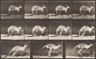 Kangaroo Walking on All Fours, Changing to Jumping