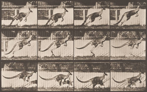Kangaroo Jumping